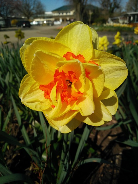 Free Flower Plant photo and picture
