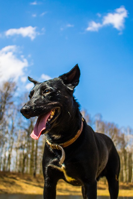 Free Animals Black Dog photo and picture
