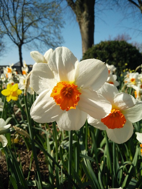 Free Flower Beautiful Flowers photo and picture