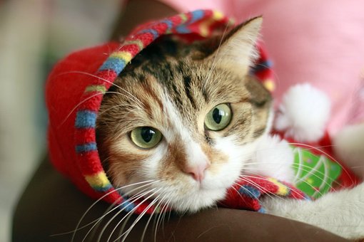 Lindo, Retrato, Gatito, Gato, Felino