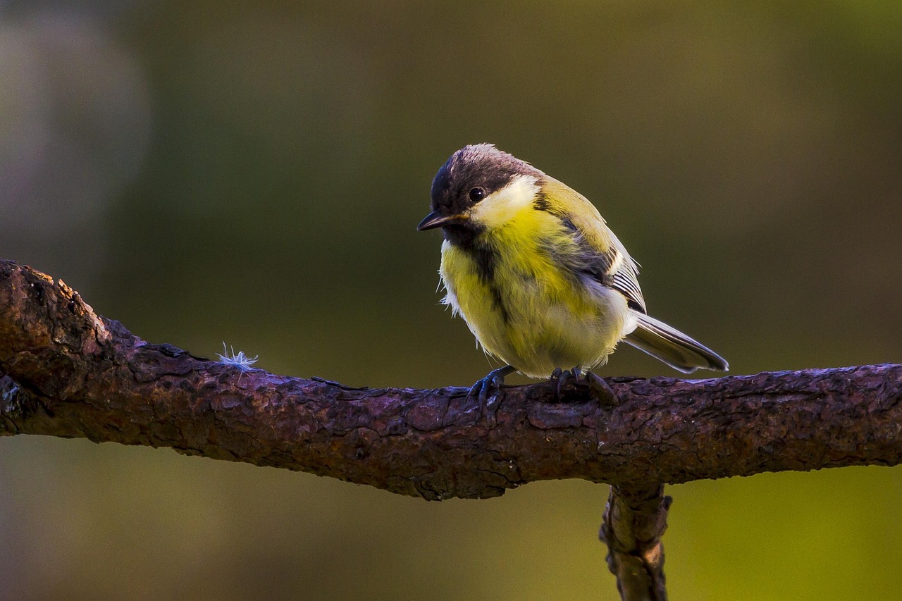 Talgoxen Fågel Sittande - Gratis foto på Pixabay - Pixabay