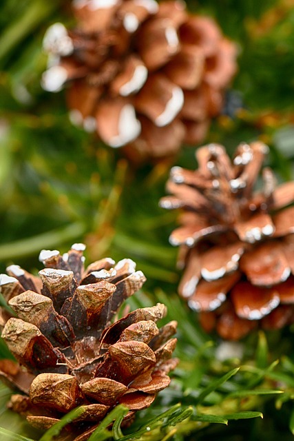 Free Cone Season photo and picture