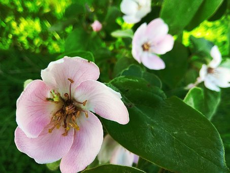 Bloemen, Roze, Rood, Blad, Groente