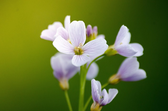 Free Nature Flower photo and picture