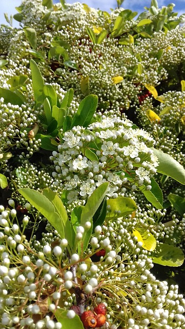 Free Flower Nature photo and picture