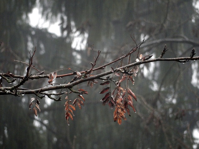 Træ, Udendørs, Natur, Gren, Blade