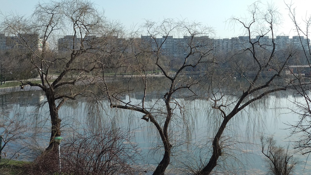 树 自然 枝杈 - Pixabay上的免费照片 - Pixabay