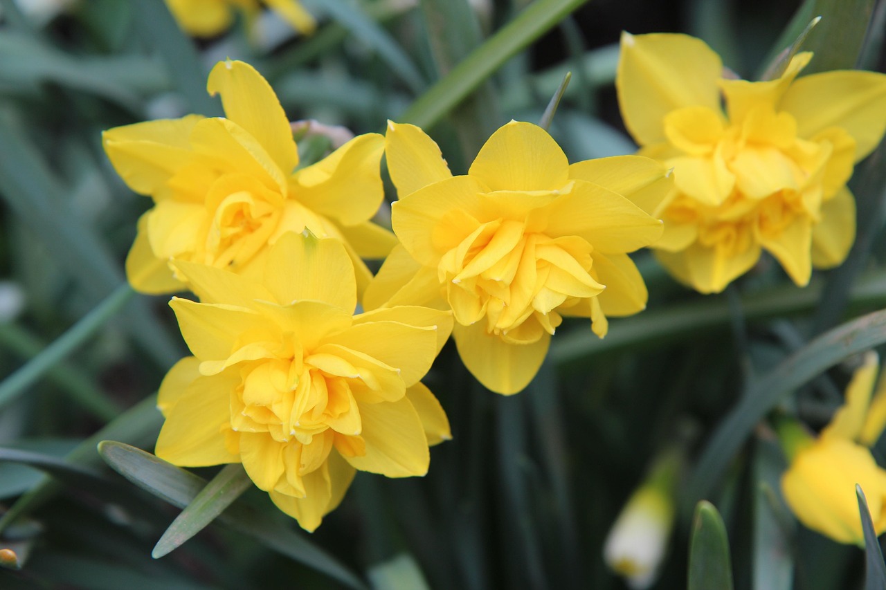 Narcisse - Innovator - Narcissus - Fleur jaune orangé intense - 3 bulbes main image 1