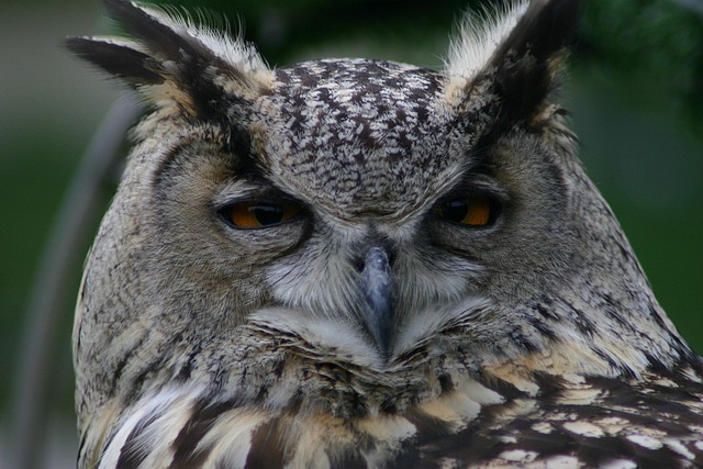 Free Wildlife Nature photo and picture