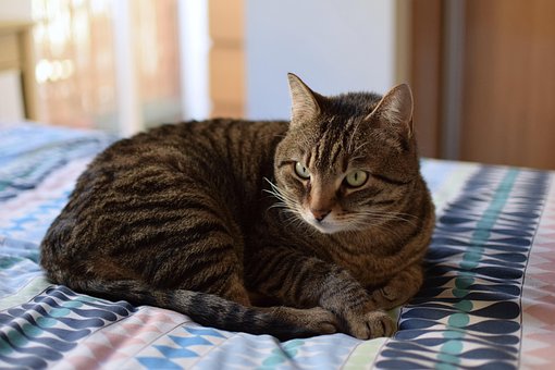 Free Cat Beautiful photo and picture