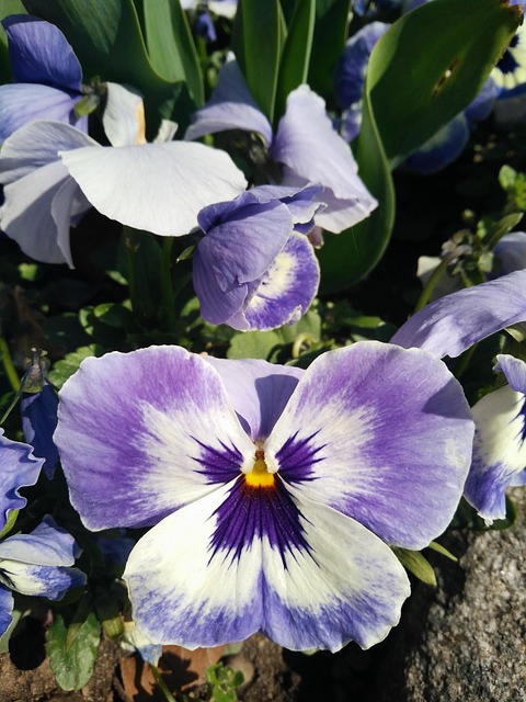 Free Flower Plant photo and picture