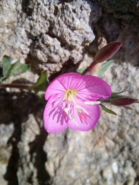 Nature Flora Flower - Free photo on Pixabay