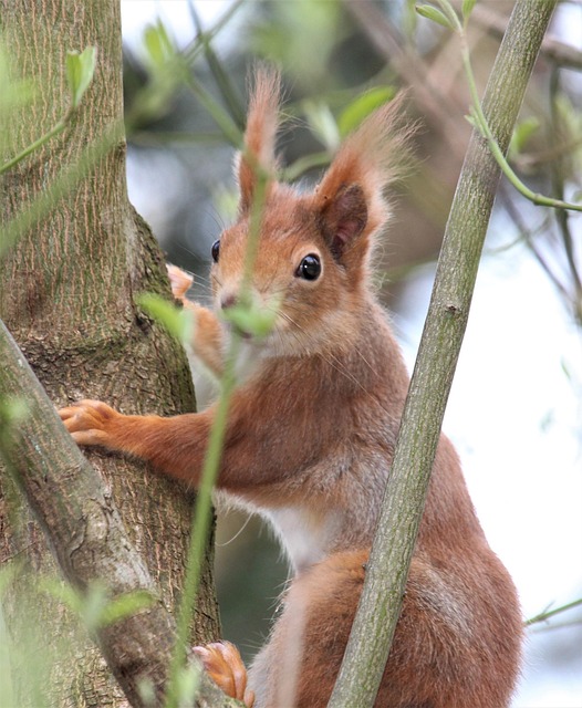Free Mammal Nature photo and picture