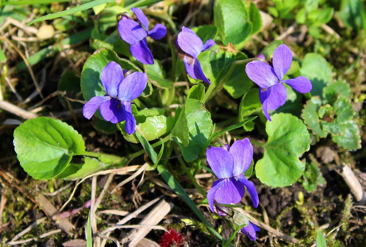 Free Spring Images Violets Violet Spring Flowers April - Free photo on Pixabay