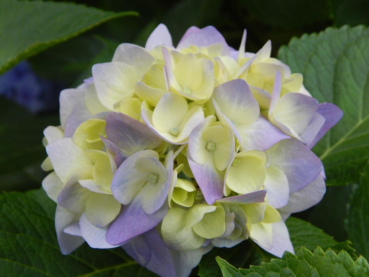 nature, plant, flower, garden, leaf, beautiful flowers, flowers, floral, colour, hd wallpaper, petal, close up, summer, flower wallpaper, botanical, wallpaper 4k, hydrangea, 4k wallpaper, violet, bright, season, ornament, near, orange, desktop backgrounds, in the free, background, insect, close, butterfly, macro, tree, bucheker, next, equal, happen, deco, full hd wallpaper, new, future, grass, abstract, in the near future, wildlife, free wallpaper, gatekeeper butterfly, 4k wallpaper 1920x1080, these days, wallpaper hd, shortly, soon, brown, within a short time, beautiful wallpaper, art, question, board, blackboard, chalk, writing board, cool backgrounds, come forward, flower background, free background, floral background, place-name sign, windows wallpaper, a notice, khiva, traffic sign, waypoint, mac wallpaper, man, shorts, signpost, uzbekistan, morning mood, laptop wallpaper, short minaret, sign