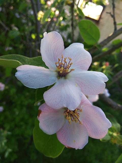 Bloemen, Planten, Natuur, Bladeren, Rood