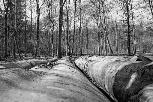 Holz, Baum, Natur, Landschaft, Umgebung