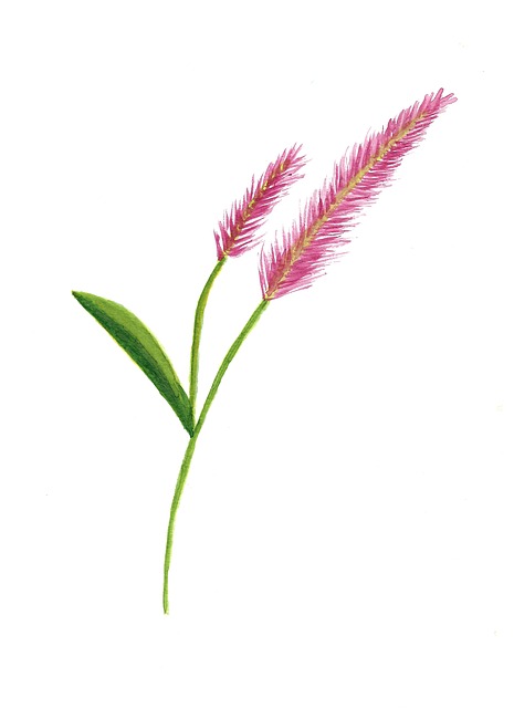Flora, Natureza, Flor, Folha, Verão