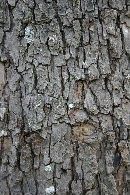 Free Bark Rough photo and picture