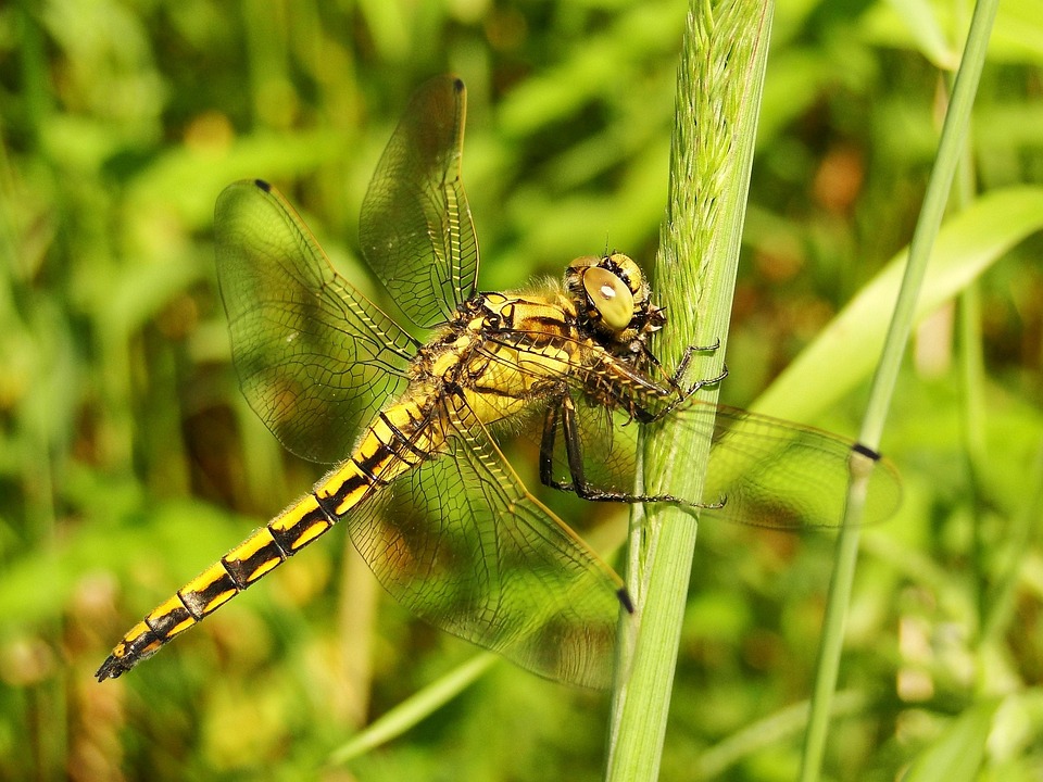 Insect Nature Dragonflies - Free photo on Pixabay