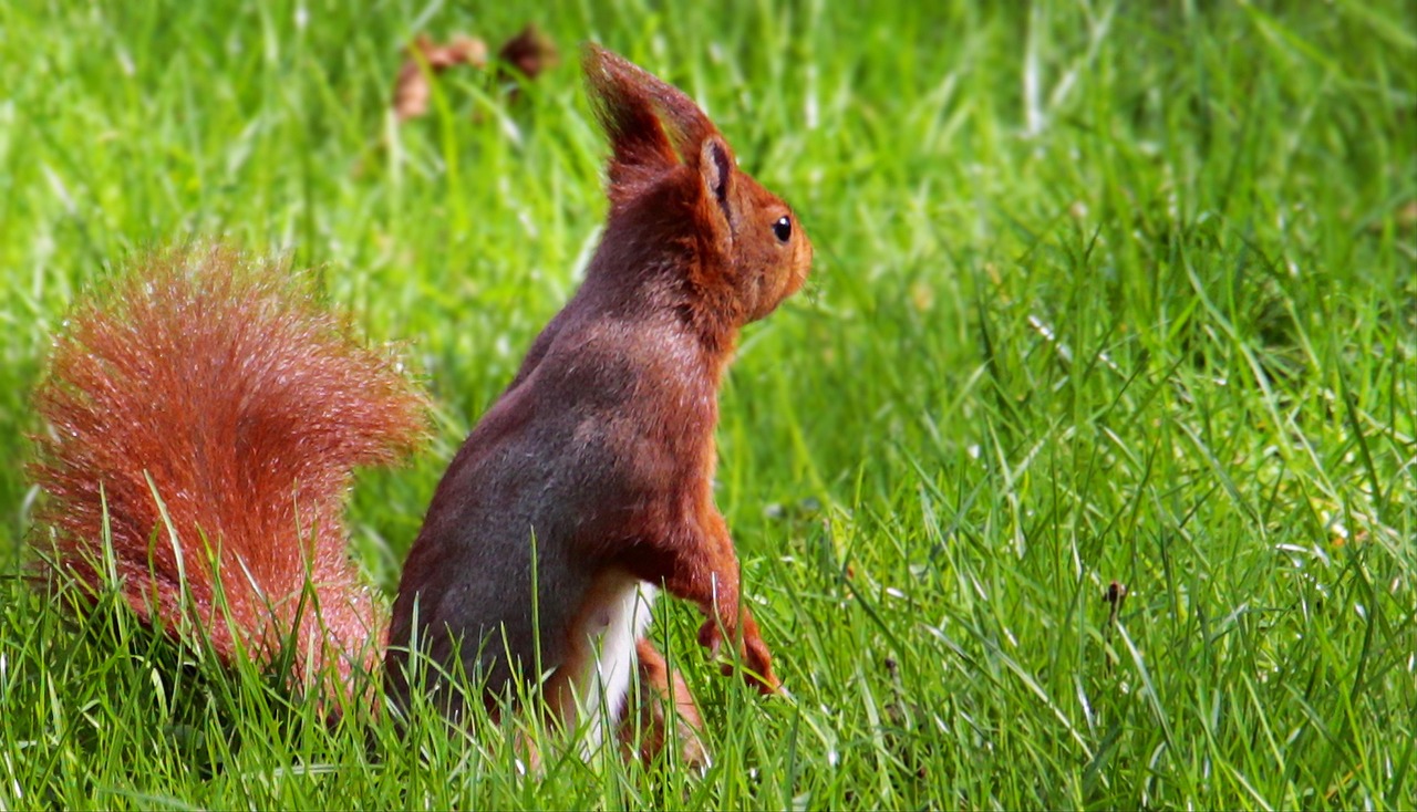 https://cdn.pixabay.com/photo/2018/04/10/07/50/squirrel-3306618_1280.jpg