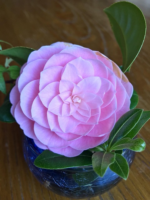 Free Flowers Natural photo and picture