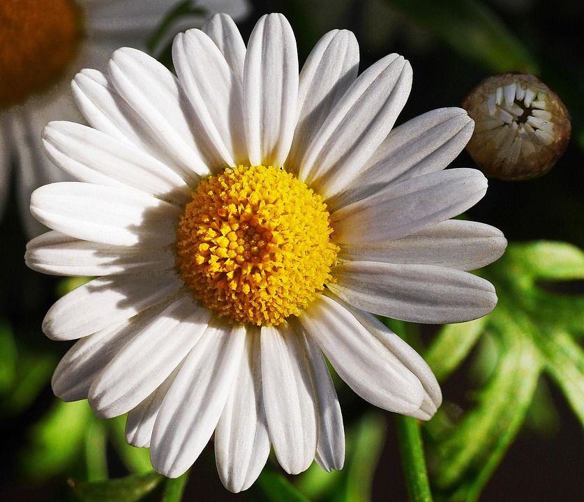 Marguerite Blomstre Hvid - Gratis foto på Pixabay - Pixabay