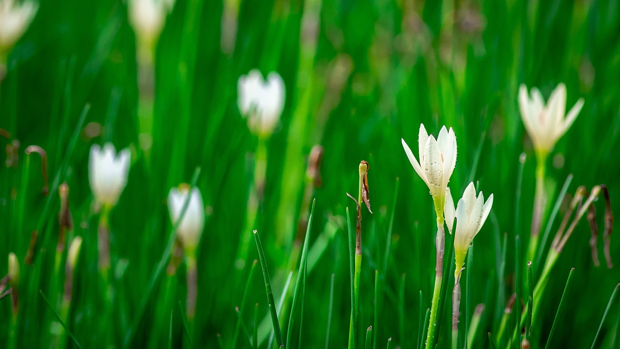 Lotus Soil Flower Free photo on Pixabay Pixabay
