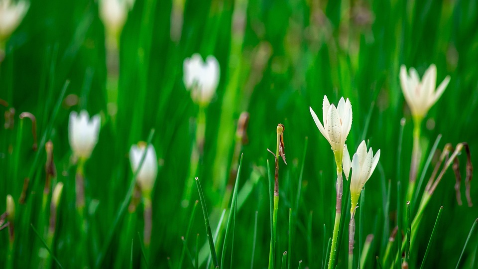 Photo inspiration: Parboiled Lotus Soil Reference: Lotus Soil Flower Free Photo On Pixabay