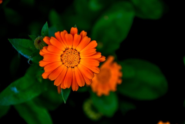 Free Flower Flora photo and picture