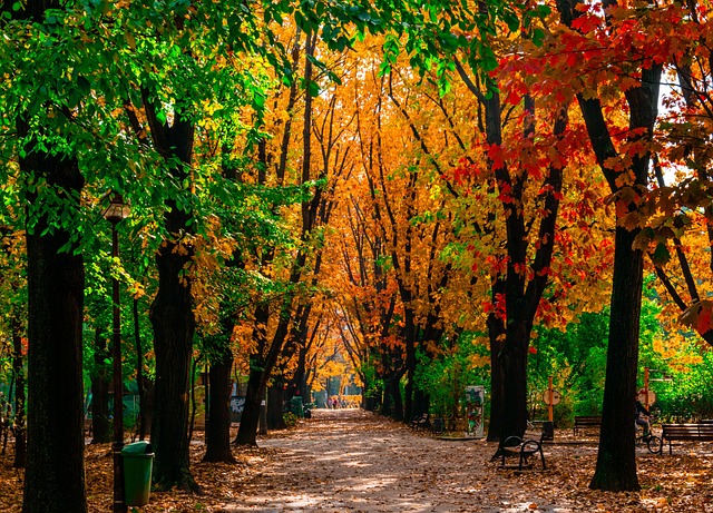 Free Leaf Fall photo and picture
