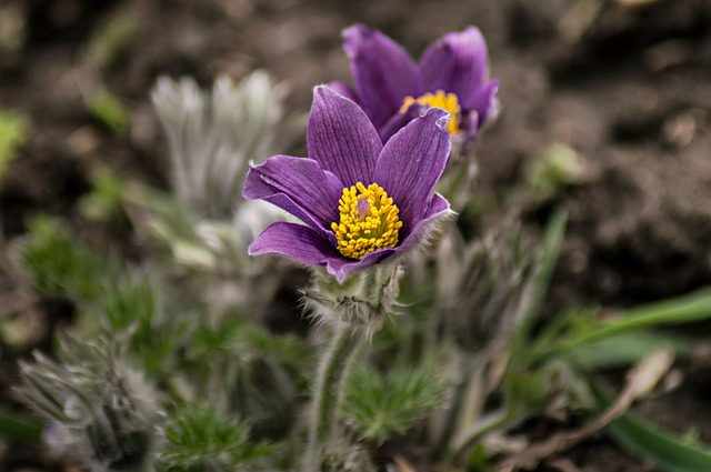 Free Nature Flower photo and picture