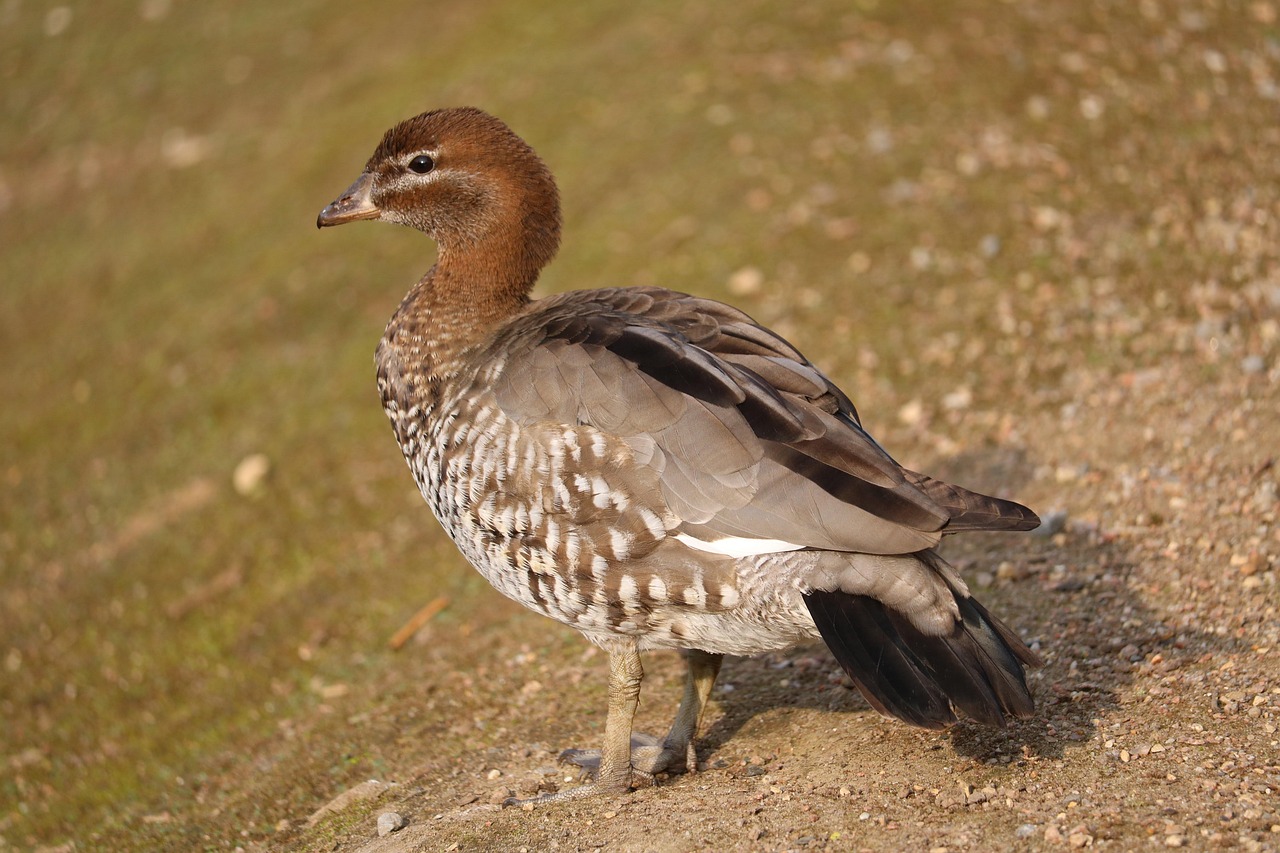 Wildlife Nature Bird Free Photo On Pixabay Pixabay wildlife-nature-bird-free-photo-on-pixabay-pixabay