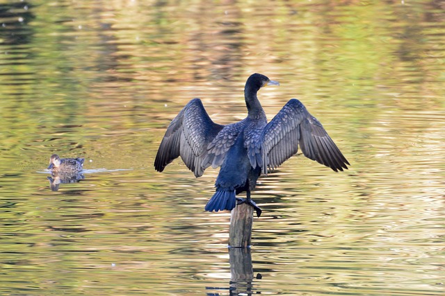 Free Bird Waters photo and picture