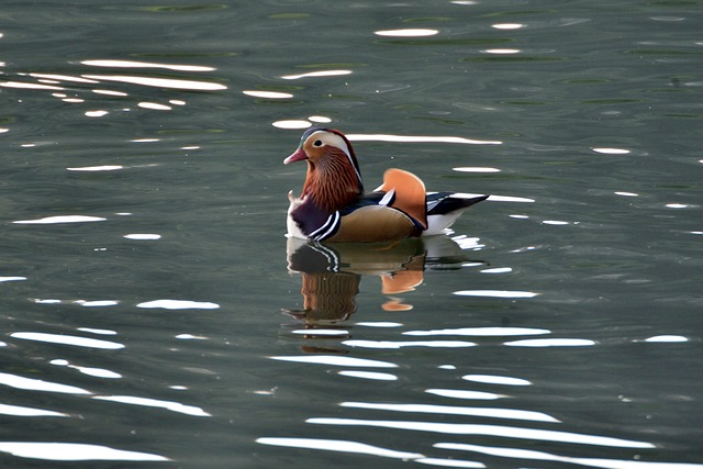 Free Duck Bird photo and picture