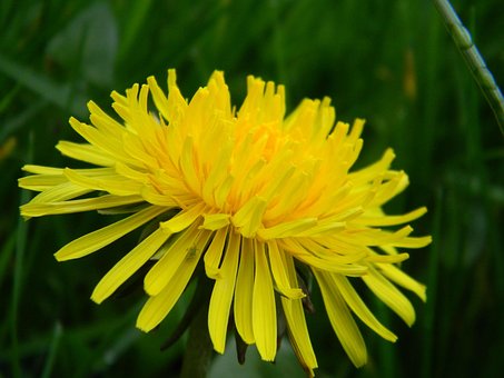 Free Dandelion Nature photo and picture
