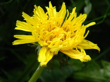 Free Dandelion Nature photo and picture