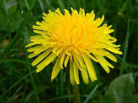 Free Dandelion April photo and picture