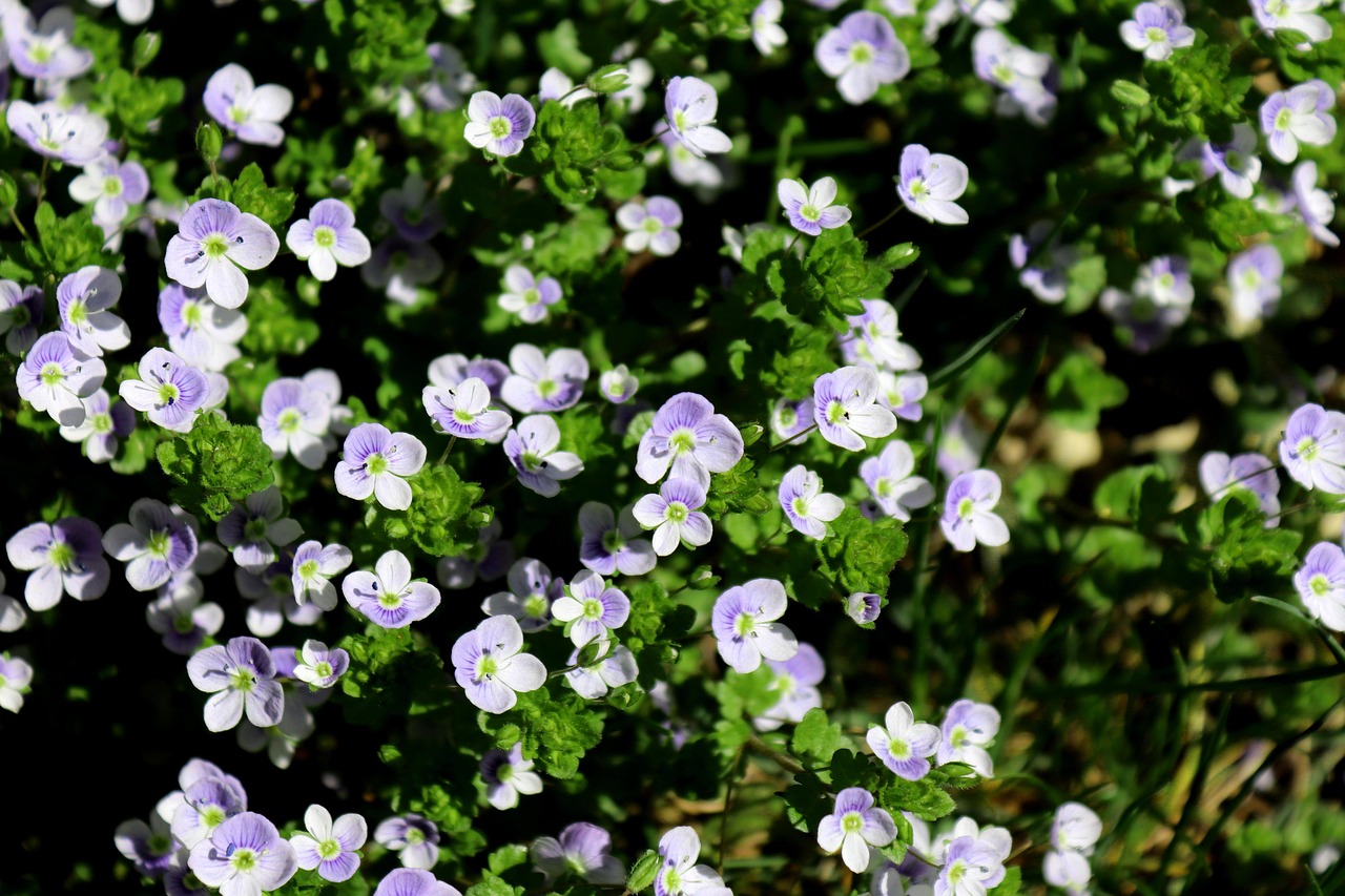 荣誉奖 花 植物 - Pixabay上的免费照片 - Pixabay