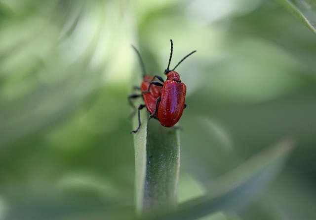 Free Insect Red photo and picture