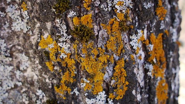 Free Tree Nature photo and picture