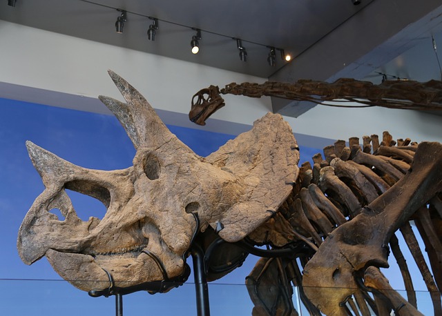 Museum, Skelett, Dinosaurier