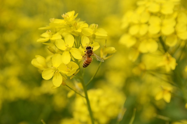 Free Nature Plant photo and picture