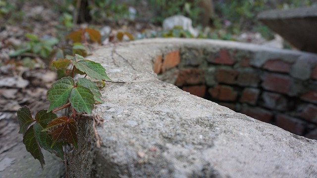 Free Nature Leaf photo and picture