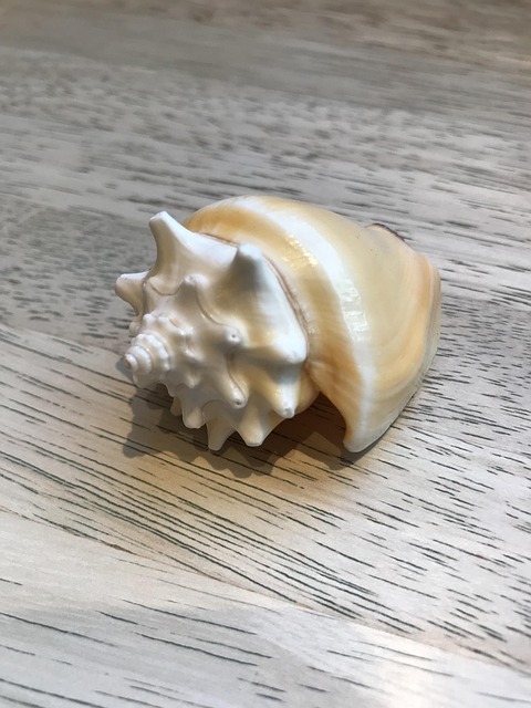 Free Natural Shell photo and picture
