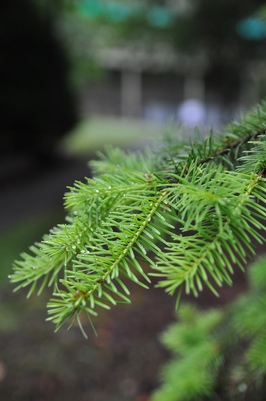 针 植物群 自然 - Pixabay上的免费照片 - Pixabay