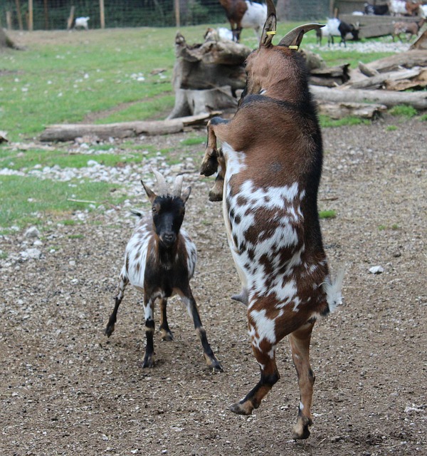 Free Mammal Animal photo and picture