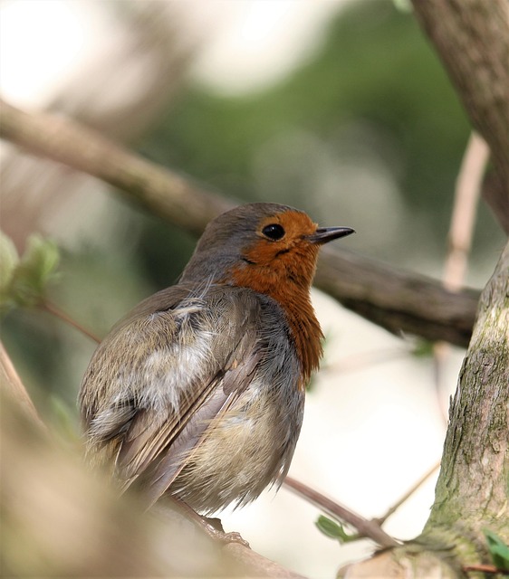 Free Bird Wildlife photo and picture