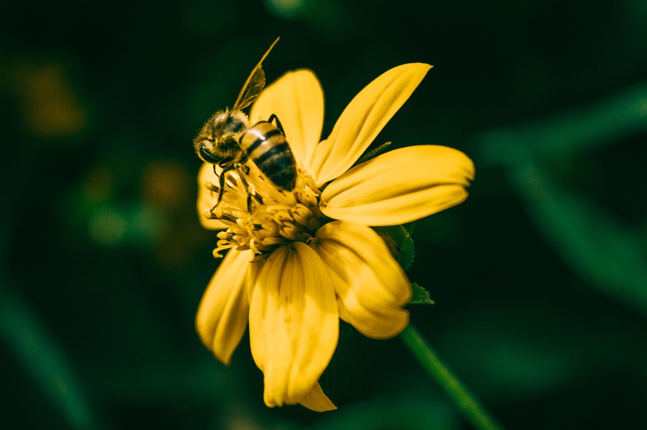 Nature Insect Flower - Free photo on Pixabay