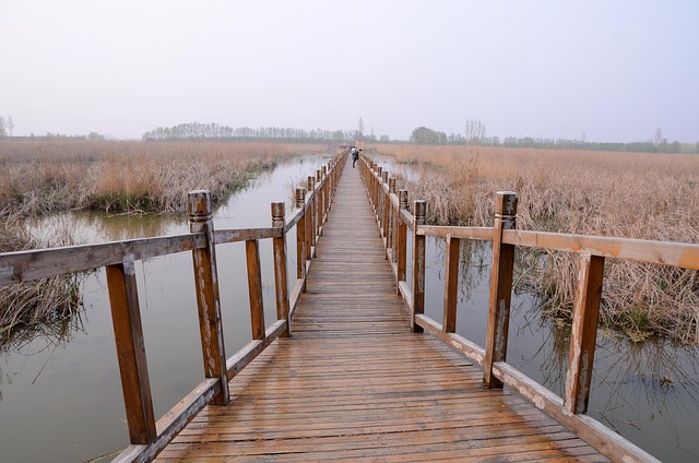 Free Nature Bridge photo and picture